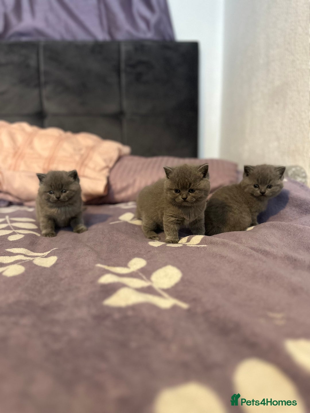 British Shorthair cats for sale: 4 British Shorthair  - Advert 1