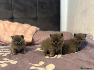 British Shorthair cats 4 British Shorthair - Advert 2