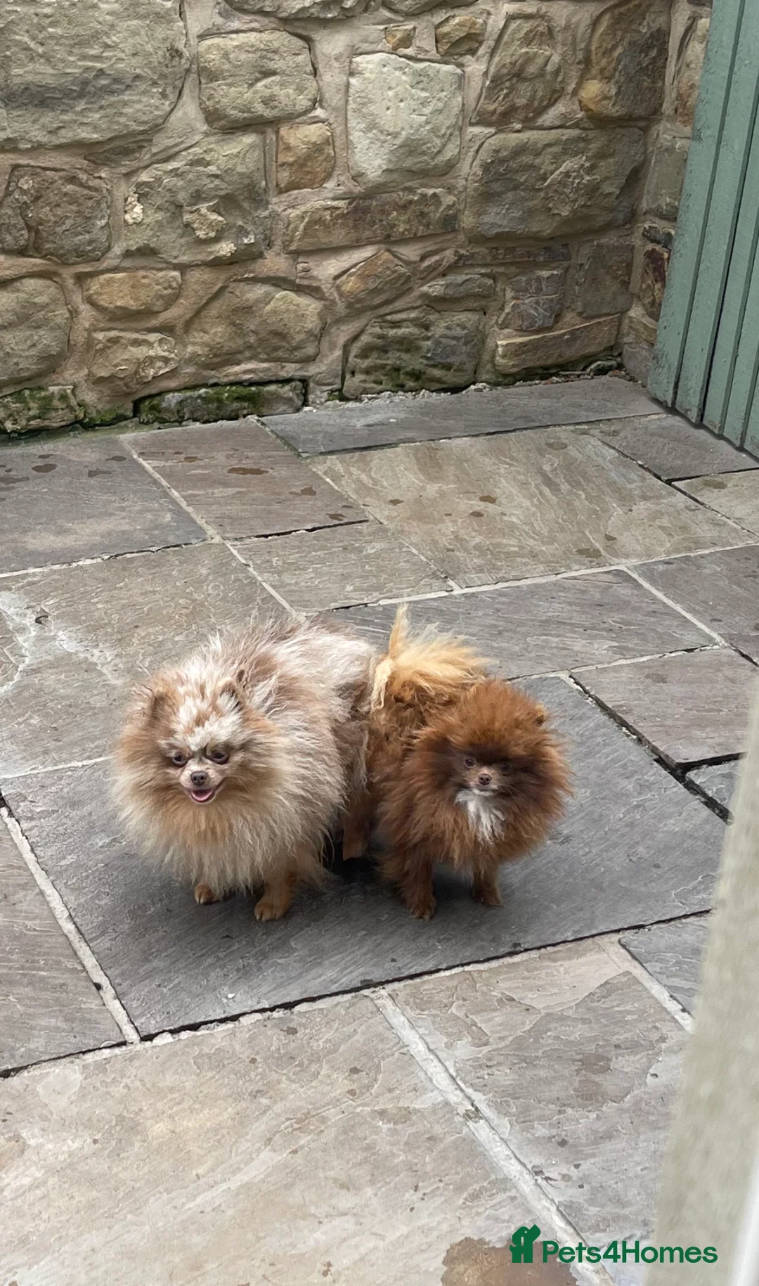 Pomeranian dogs for stud: Lilac Tan Merle Stud Boy kc in Pontefract - Advert 12