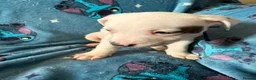 Staffordshire Bull Terrier dogs for sale: 1 Prince  1 princess  left  - Advert 18