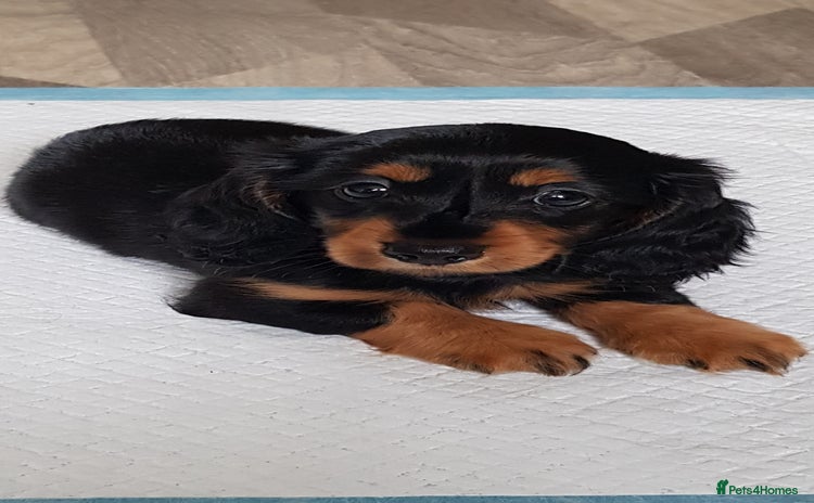 Miniature Dachshund dogs - Advert 4