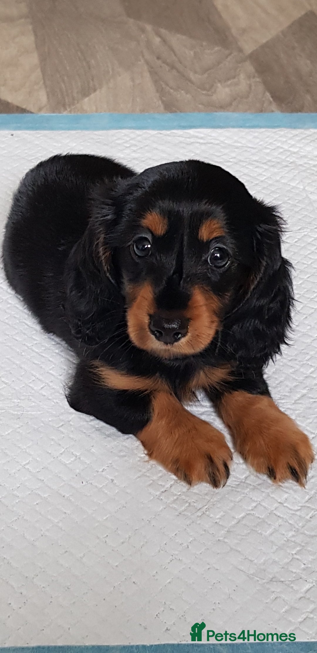 Miniature Dachshund dogs for sale: Miniature longhaired Dashchounds  - Image 1