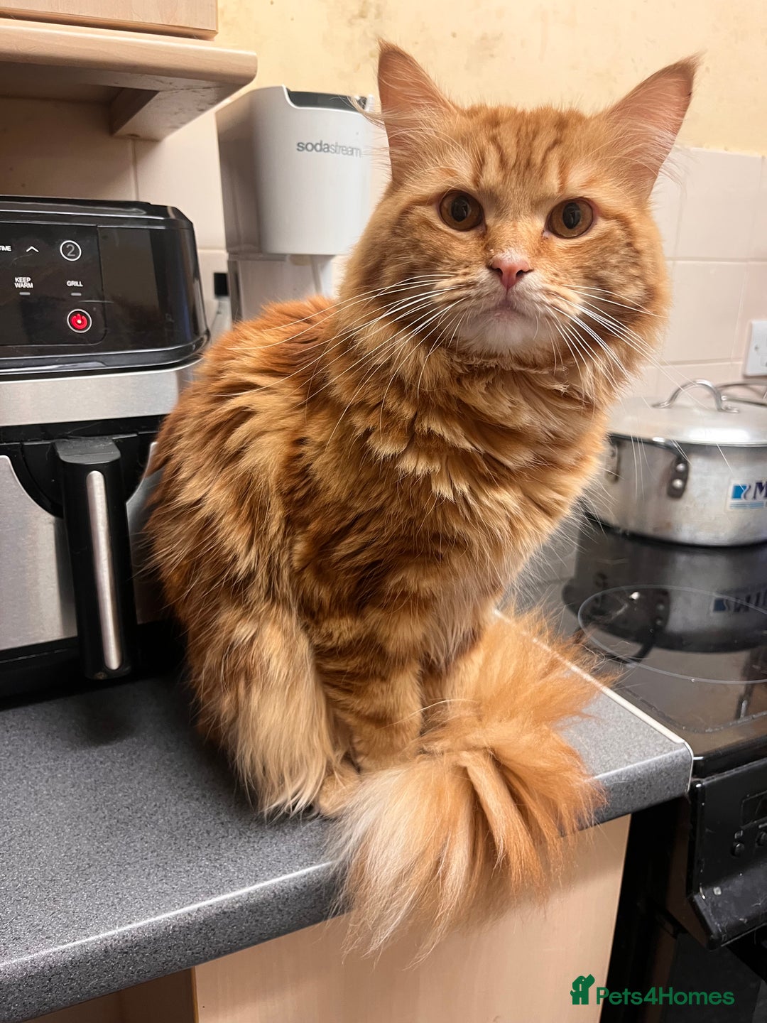 Maine Coon cats for sale: stunning maincoon babies  - Advert 7