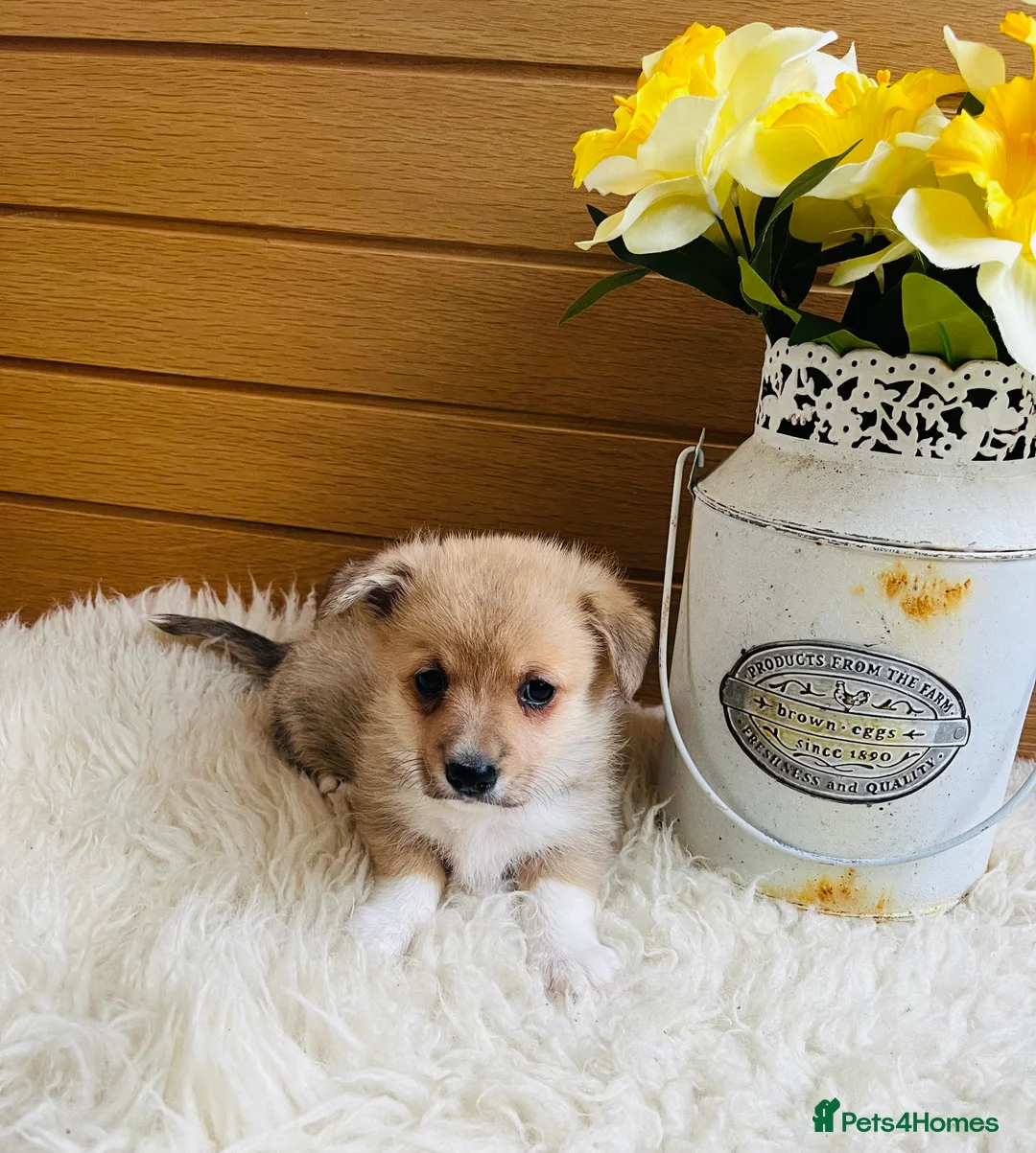 Welsh Corgi Pembroke dogs for sale: KC reg Welsh Corgi Pembroke puppies - Advert 21