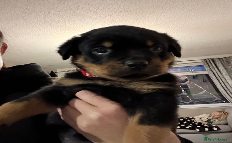 Rottweiler dogs - Advert 14