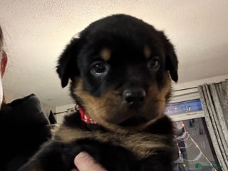 Rottweiler dogs - Advert 11