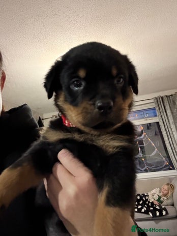 Rottweiler dogs - Advert 14