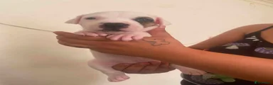 Staffordshire Bull Terrier 6