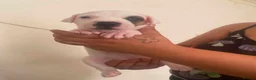 Staffordshire Bull Terrier dogs for sale: Adorable Puppies Staffordshire Bull Terrier - Advert 15