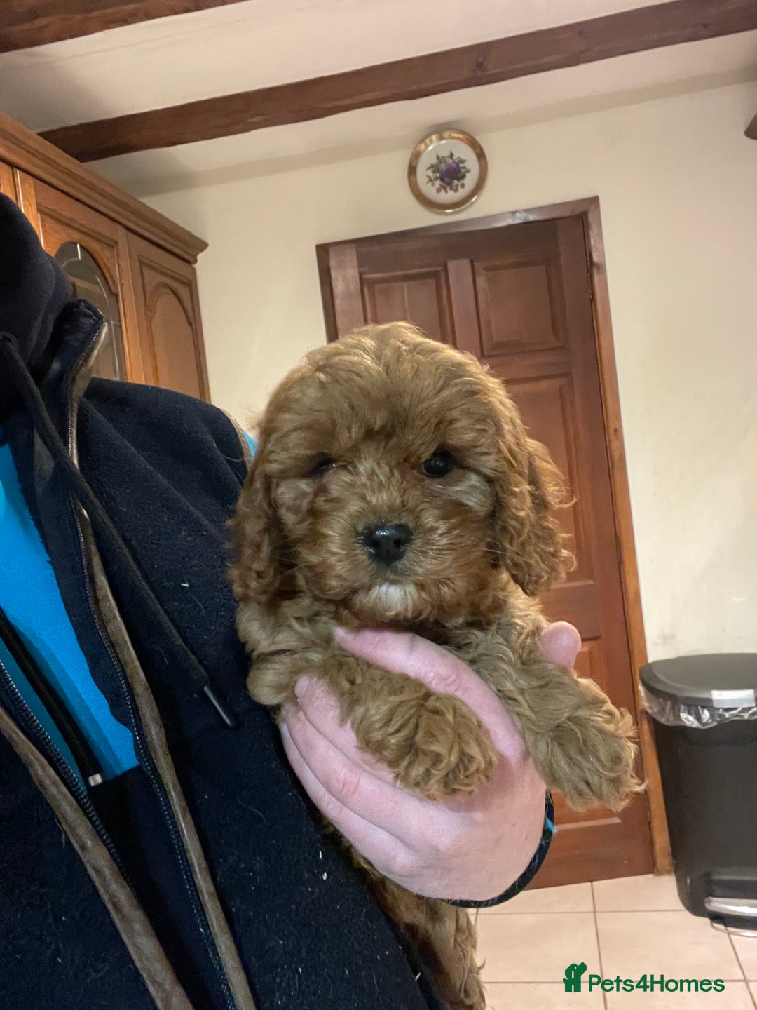 Cavapoo dogs for sale: Cavapoo girl  - Advert 4