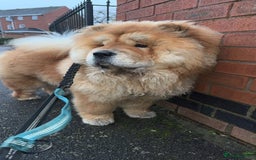 Chow Chow dogs for sale: Rex, CHOW CHOW - Image 3