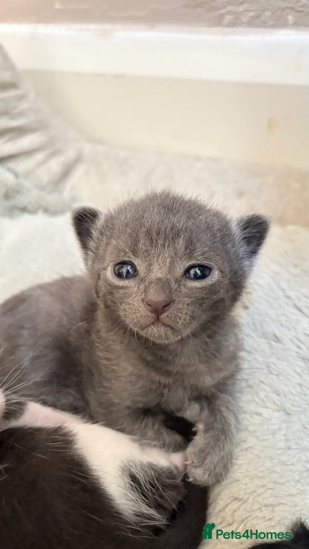 British Shorthair cats for sale: 5 loving kittens looking for their forever homes  - Advert 2