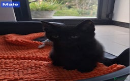 Mixed Breed cats for sale: Gorgeous Chunky Kittens  - Image 19