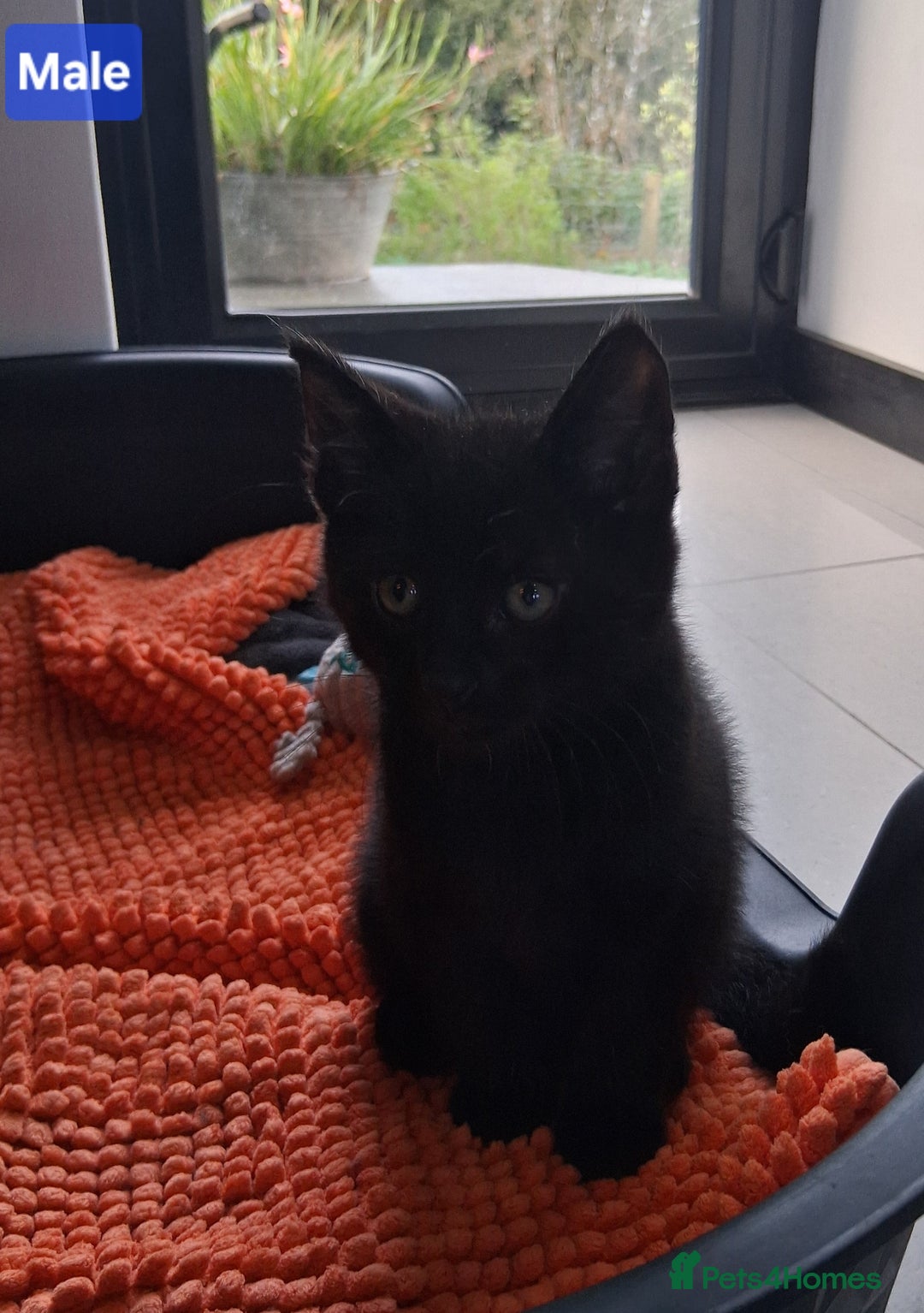 Mixed Breed cats for sale: Gorgeous Chunky Kittens  - Image 19