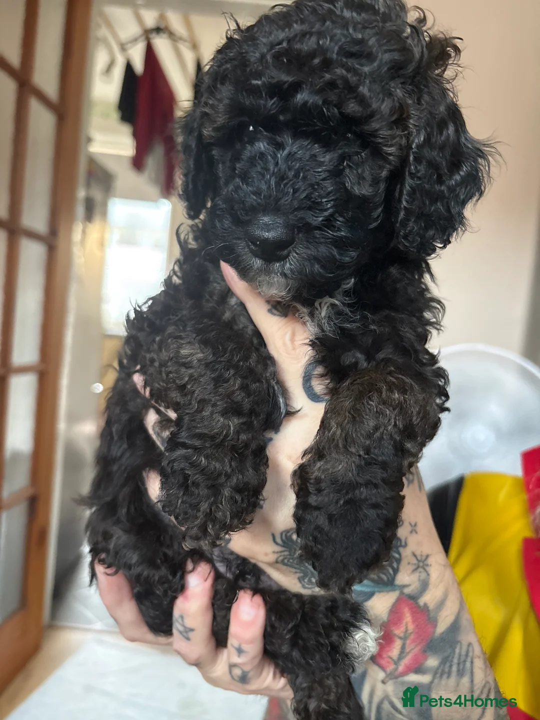 Cockapoo dogs for sale: Mini f1b cockapoos  - Advert 2