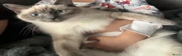 Ragdoll cats for sale: Bella - Advert 2