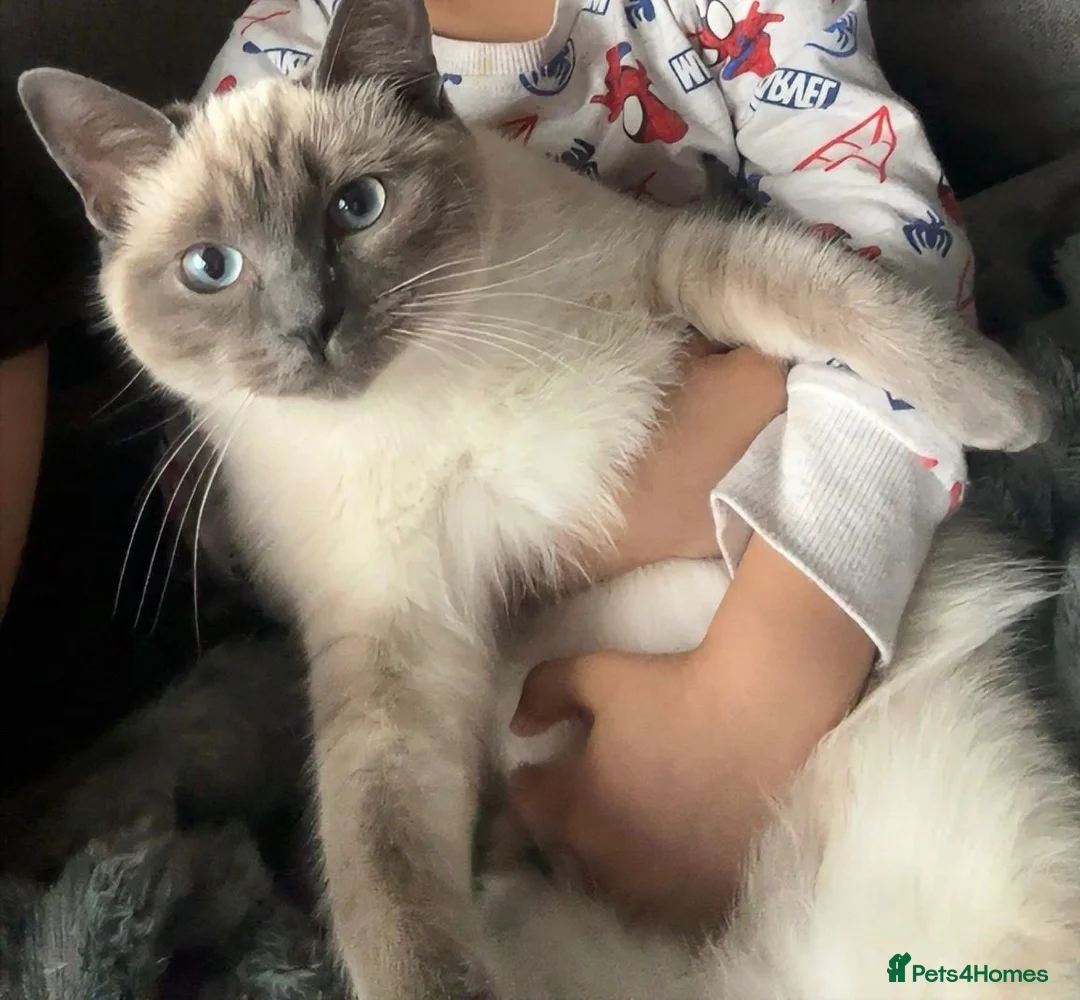 Ragdoll cats for sale: Bella - Advert 2