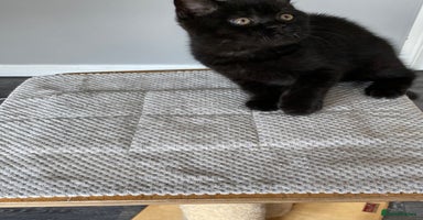 British Shorthair cats - Advert 12