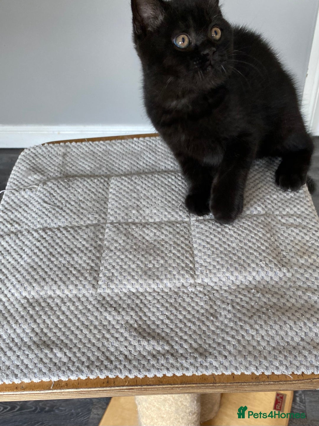 British Shorthair cats for sale: Black British Shorthair male  - Image 3