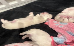 Maltese dogs for sale: Beautiful half Korean Kc reg Maltese  - Image 7