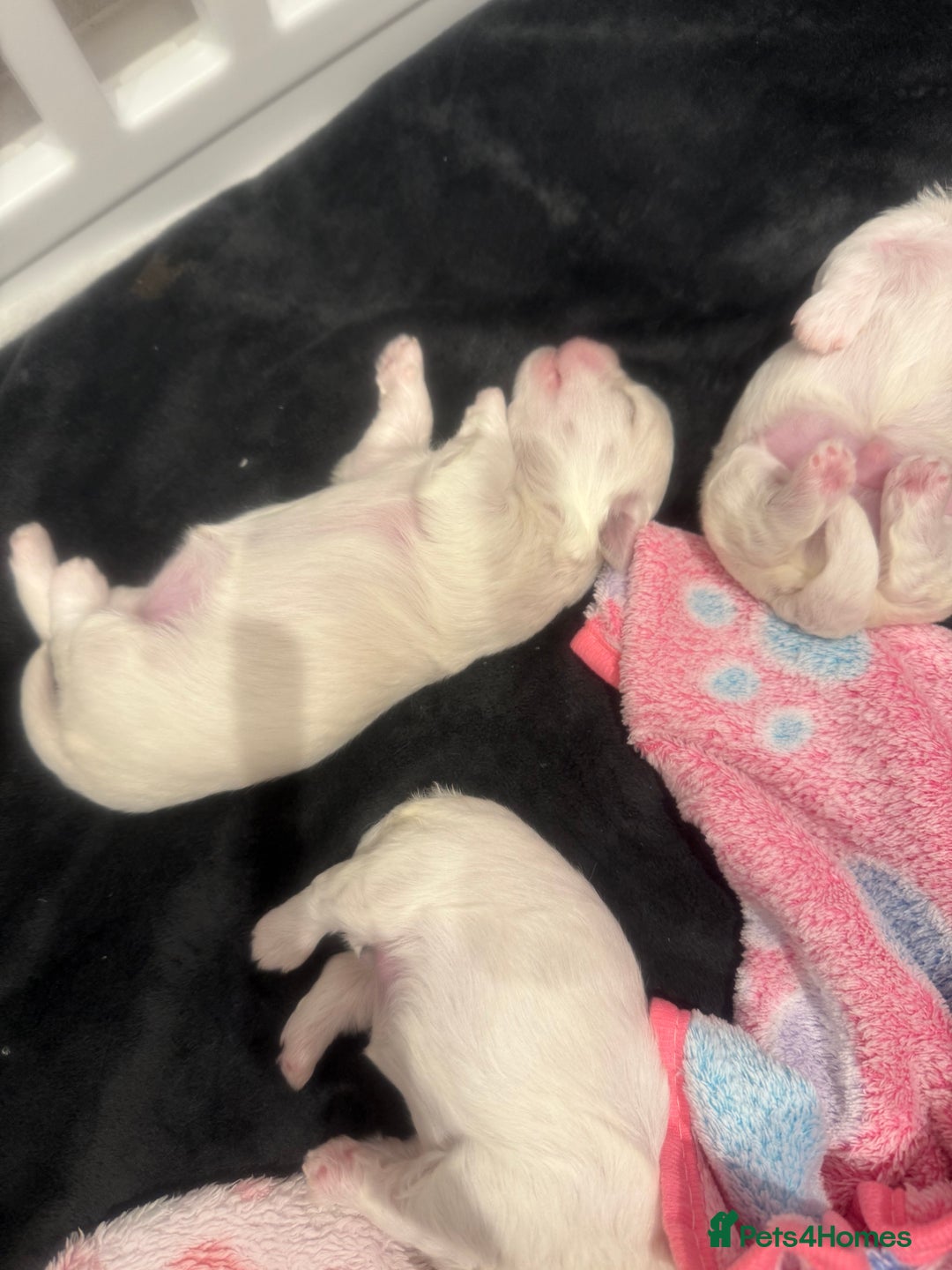 Maltese dogs for sale: Beautiful half Korean Kc reg Maltese  - Image 7