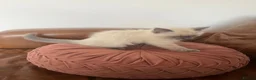 Ragdoll cats for sale: Adorable Ragdoll Kittens Ready Now - Advert 6