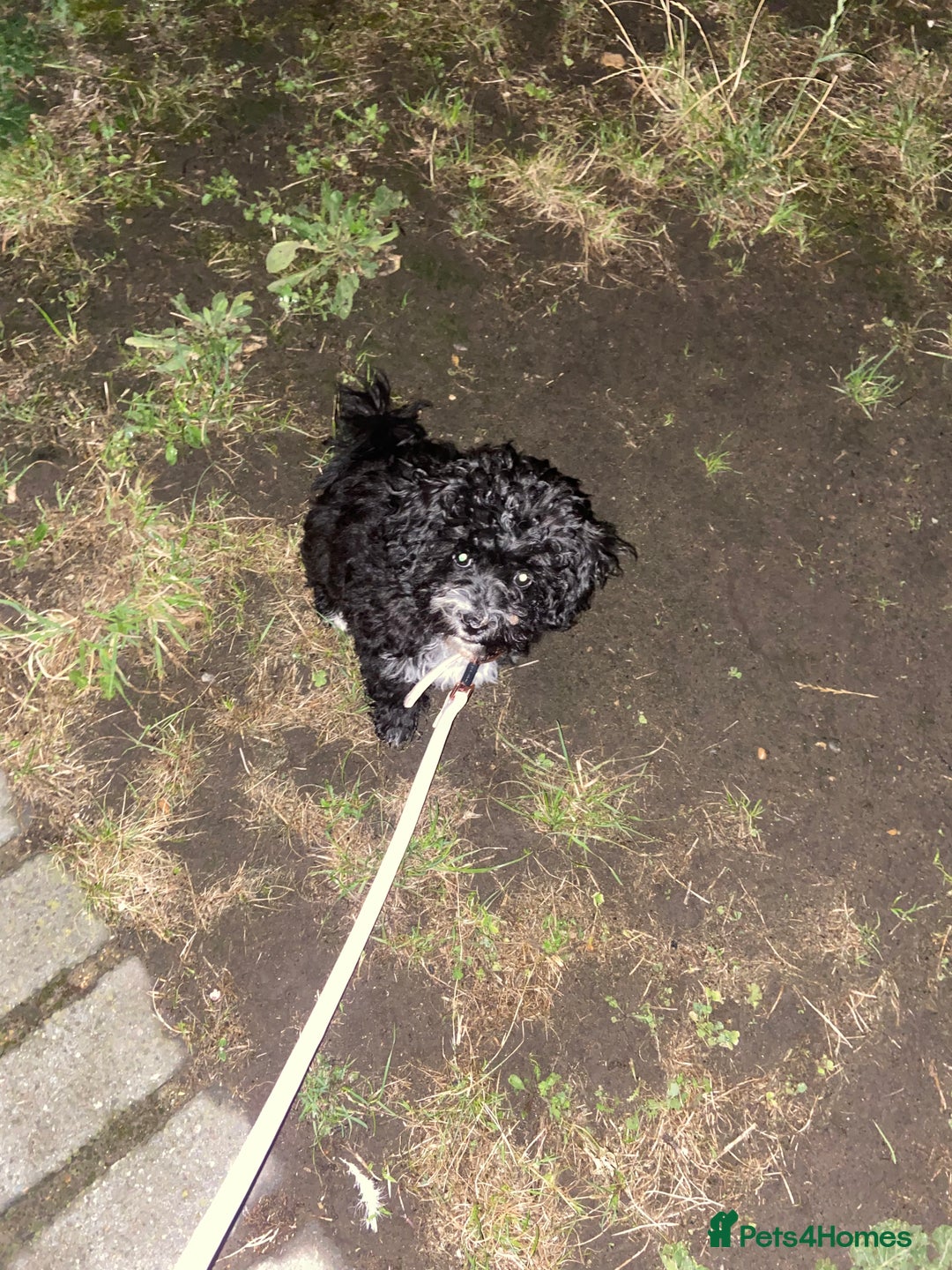 Mixed Breed dogs for sale: Beautiful playful puppy  - Image 2