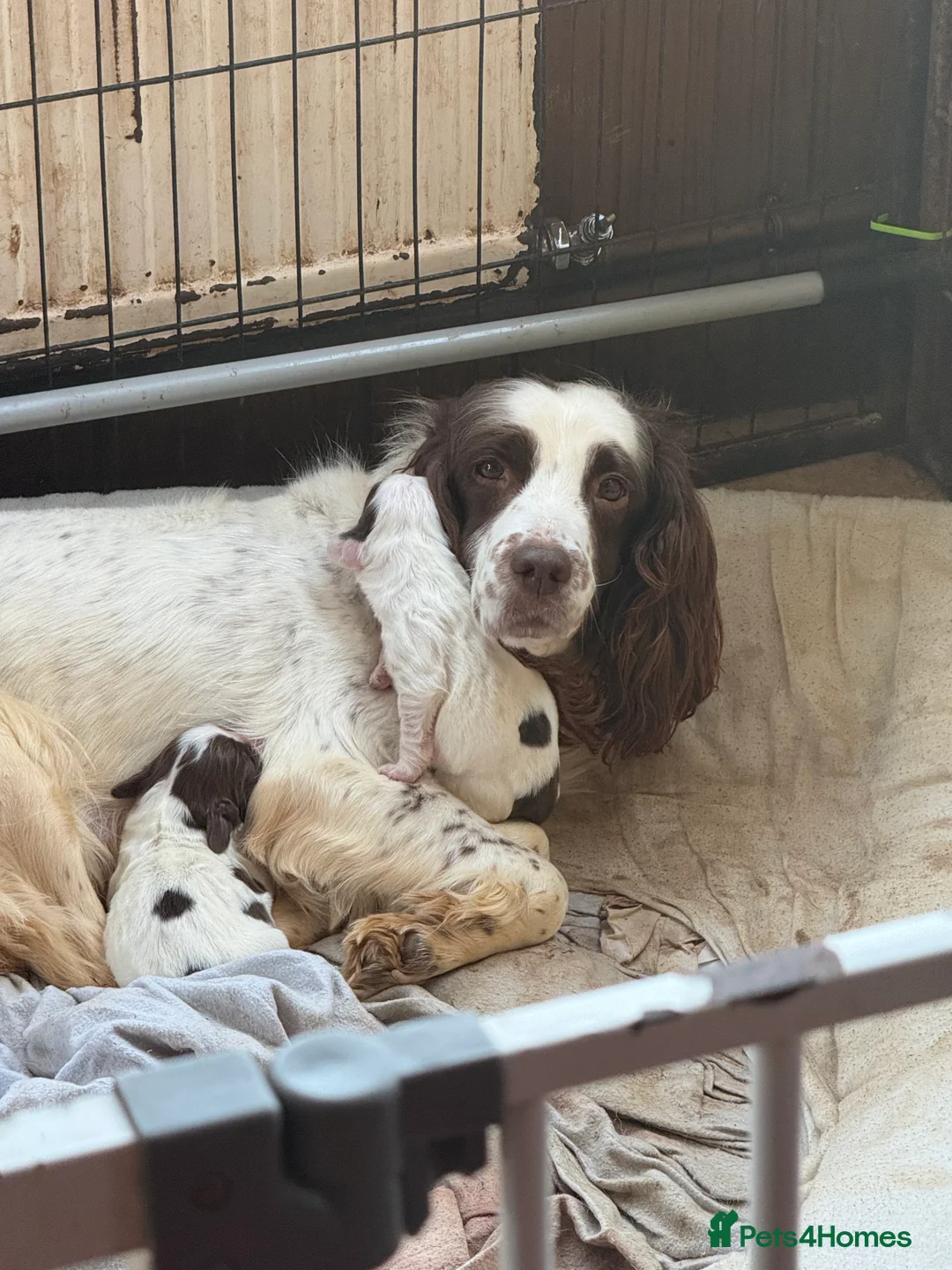 English Springer Spaniel dogs for sale: 5 lovely springer spaniel girls  - Advert 12