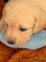 Labrador Retriever dogs - Advert 1