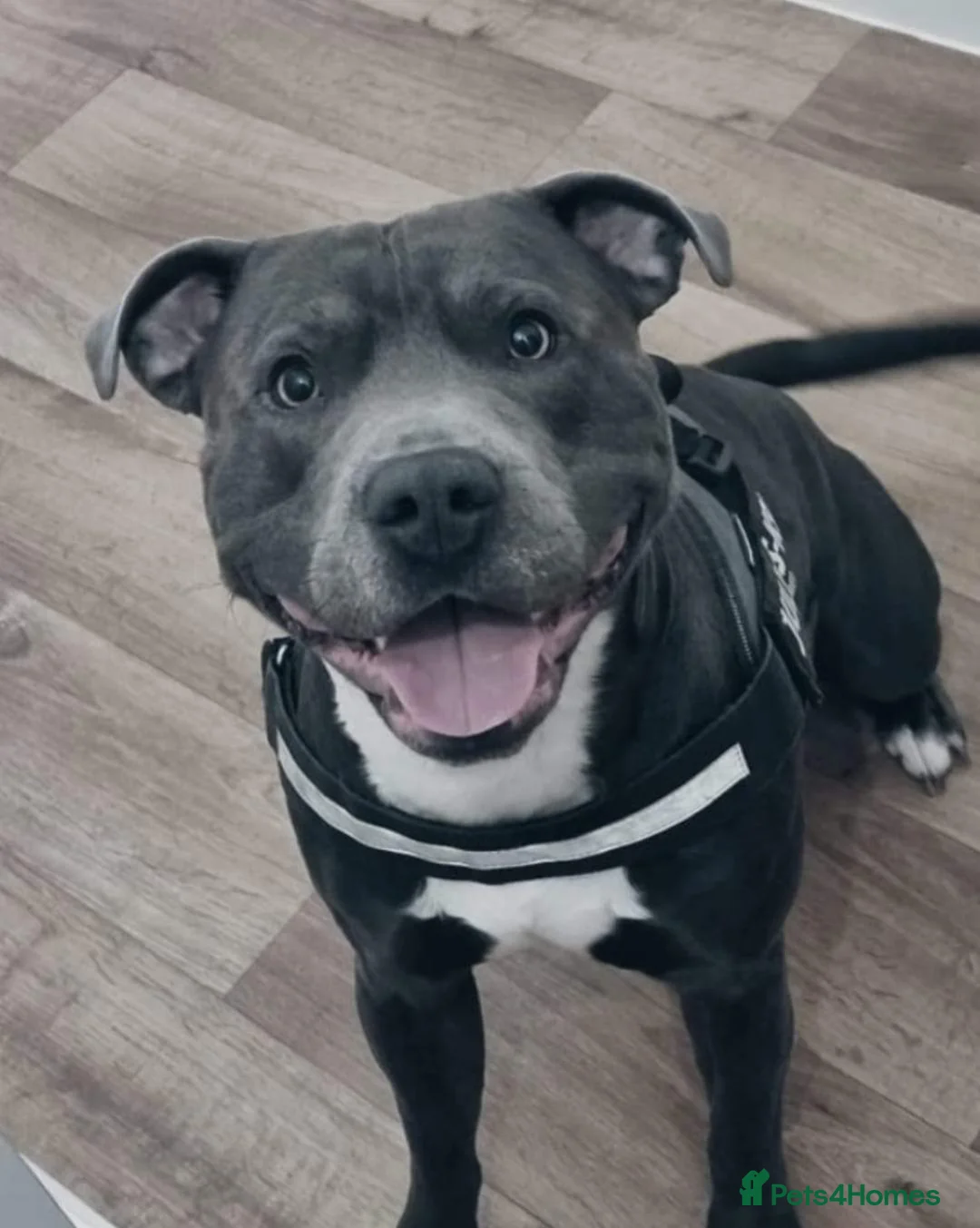 Staffordshire Bull Terrier dogs for stud: BLUE Proven 50+ litters, natural and artificial  in Erith - Advert 3