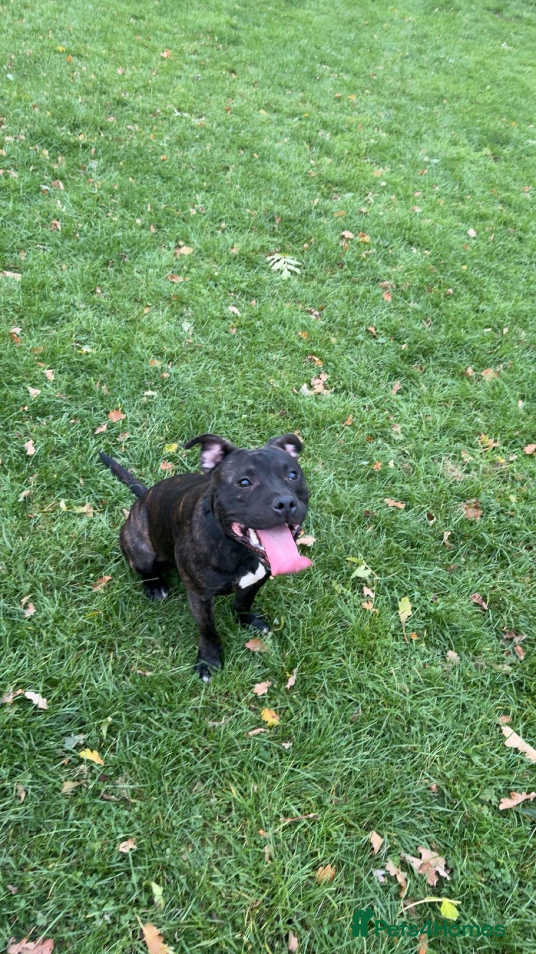 Staffordshire Bull Terrier dogs for stud: staffy for stud - Advert 3