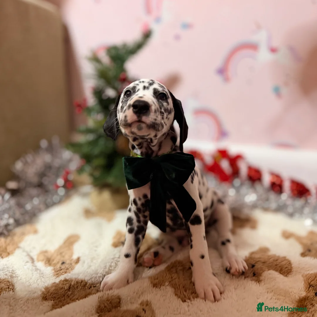 Dalmatian dogs for sale: 🐾Our Last Boy looking for forever home 🐶 💙 - Advert 28
