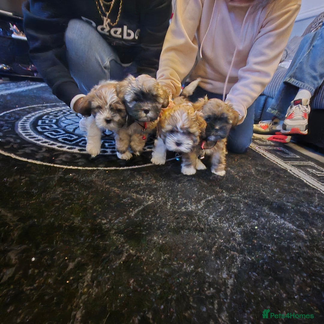 Mixed Breed dogs for sale: Lhasa shon× Shitzu - Advert 1