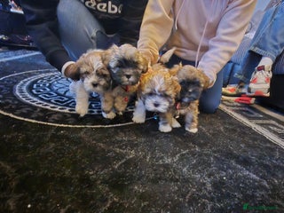 Mixed Breed dogs Lhasa shon× Shitzu - Advert 2