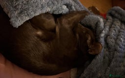 Oriental cats for sale: GCCF Oriental Shorthair Neutered Female For Sale - Image 14