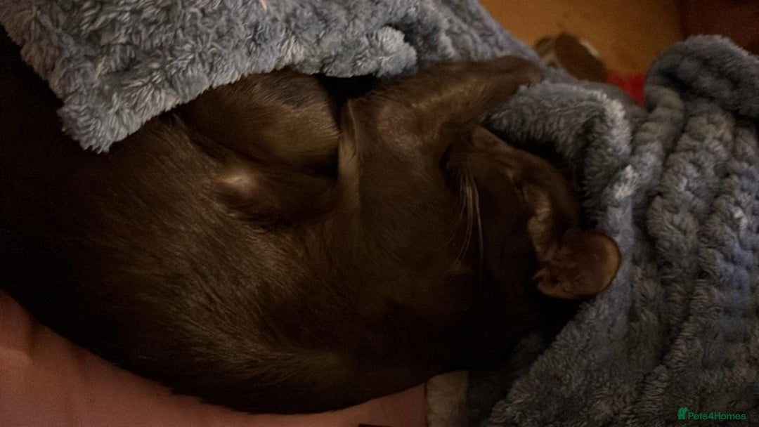 Oriental cats for sale: GCCF Oriental Shorthair Neutered Female For Sale - Image 14