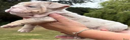 English Bulldog dogs for sale: Beautiful English Bulldog Bitch Puppy  - Advert 17