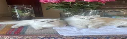 British Shorthair cats for sale: Silver shaded British shorthair female Kiwi in ELY - Advert 6