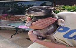 Mixed Breed dogs for sale: Chihuahua with a bit of French Bulldog puppies - Advert 3