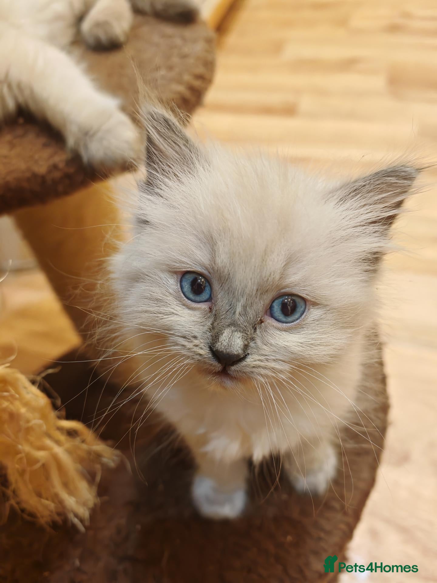 Ragdoll cats ​Beautiful Ragdoll Kittens  Boys & Girls Available - Advert 14