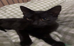 British Shorthair cats for sale: Cat for sale - Image 2