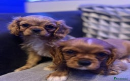 Cavalier King Charles Spaniel dogs for sale: Beautiful ruby ckcs puppies - Advert 1