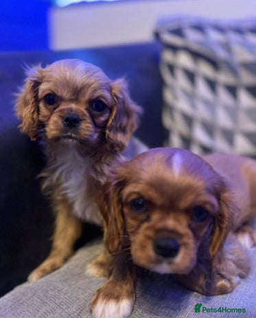 Cavalier King Charles Spaniel dogs Beautiful ruby ckcs puppies - Advert 10