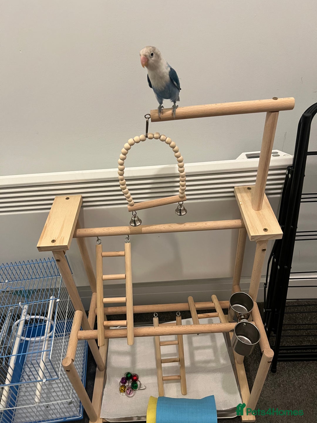 Lovebirds birds for sale: Lovebird, cages, birdstand and food for sale  - Image 7