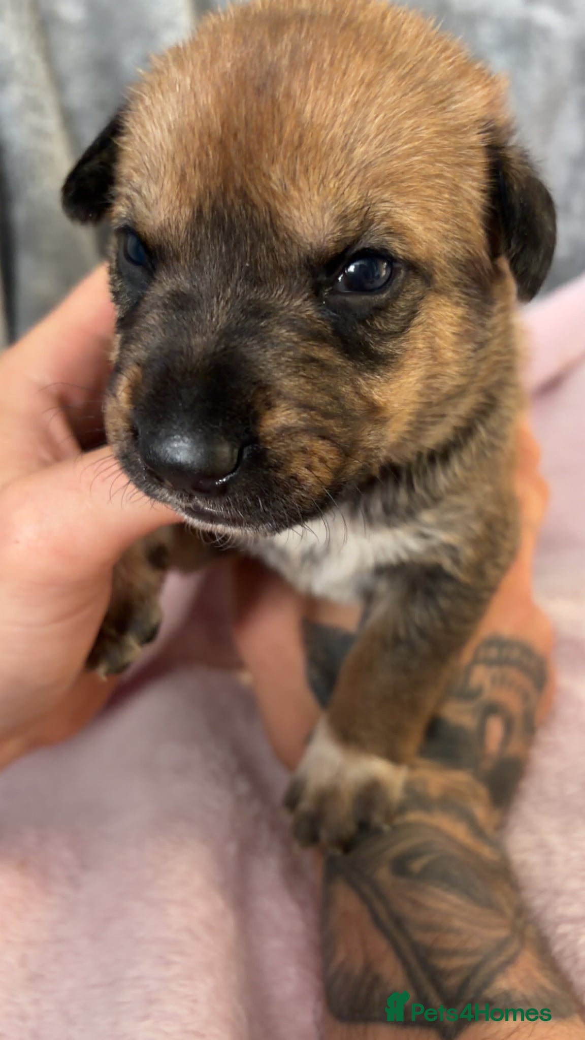 Mixed Breed dogs for sale: Belgian Mali x German shepherd  - Advert 22