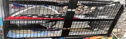 Ferret rodents for sale: Two hobs for rehoming. - Advert 4
