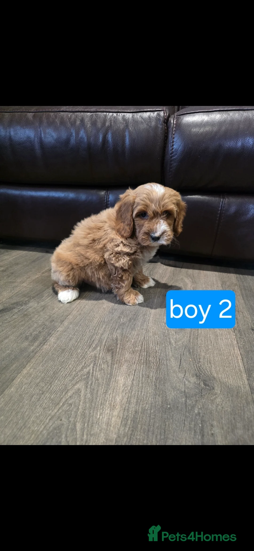Cockapoo dogs for sale: Adorable Cockapoo pups ready to go 🐾 - Advert 19