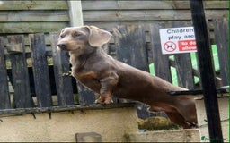 Miniature Dachshund dogs for sale: Miniature dachshund puppies for sale  - Image 3