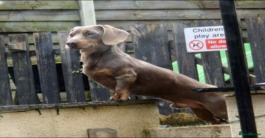 Miniature Dachshund dogs - Advert 4