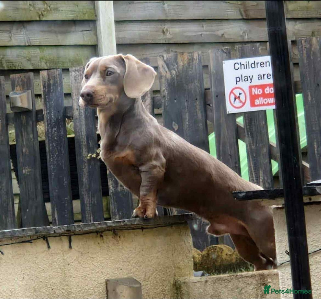 Miniature Dachshund dogs for sale: Miniature dachshund puppies for sale  - Image 3